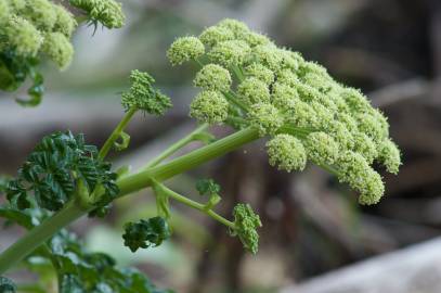 Fotografia da espécie Angelica pachycarpa