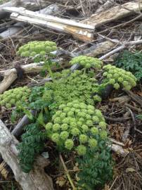 Fotografia da espécie Angelica pachycarpa