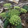 Fotografia 5 da espécie Angelica pachycarpa do Jardim Botânico UTAD