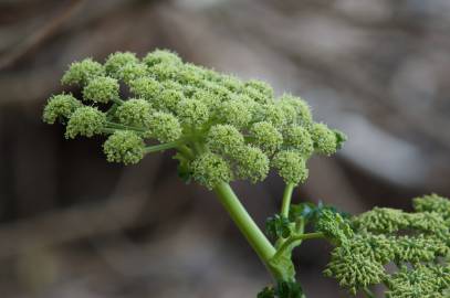 Fotografia da espécie Angelica pachycarpa