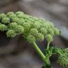 Fotografia 6 da espécie Angelica pachycarpa do Jardim Botânico UTAD