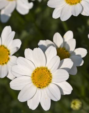 Fotografia 1 da espécie Anthemis maritima no Jardim Botânico UTAD