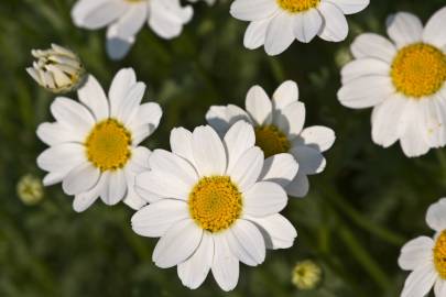 Fotografia da espécie Anthemis maritima