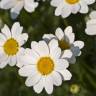 Fotografia 1 da espécie Anthemis maritima do Jardim Botânico UTAD