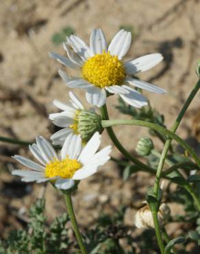 Fotografia 3 da espécie Anthemis maritima no Jardim Botânico UTAD