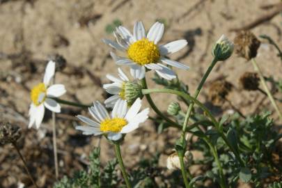 Fotografia da espécie Anthemis maritima