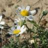 Fotografia 3 da espécie Anthemis maritima do Jardim Botânico UTAD