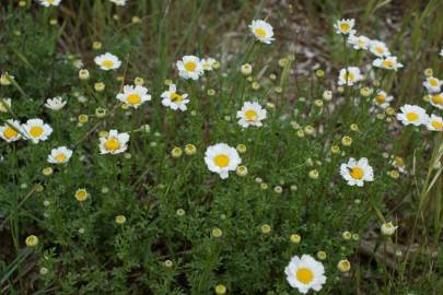 Fotografia da espécie Anthemis maritima