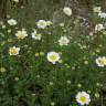 Fotografia 4 da espécie Anthemis maritima do Jardim Botânico UTAD