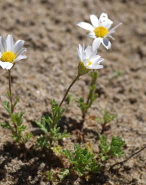 Fotografia 5 da espécie Anthemis maritima no Jardim Botânico UTAD