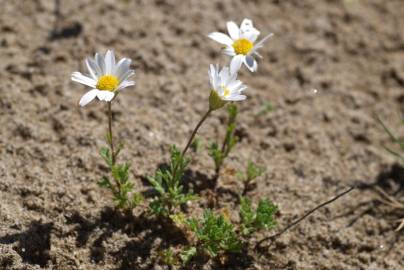 Fotografia da espécie Anthemis maritima