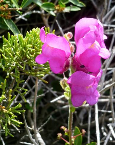 Fotografia de capa Antirrhinum cirrhigerum - do Jardim Botânico