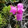 Fotografia 1 da espécie Antirrhinum cirrhigerum do Jardim Botânico UTAD