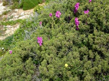 Fotografia da espécie Antirrhinum cirrhigerum