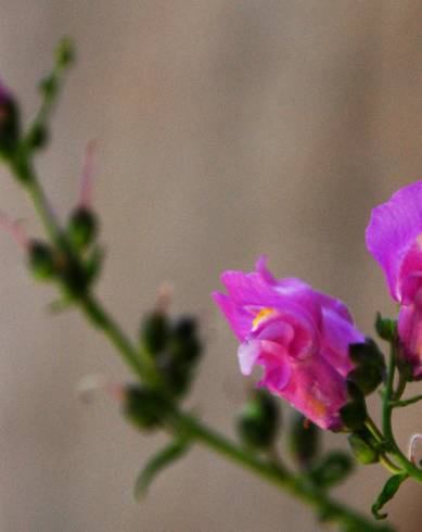 Fotografia de capa Antirrhinum linkianum - do Jardim Botânico