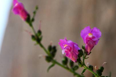 Fotografia da espécie Antirrhinum linkianum