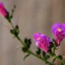 Fotografia 1 da espécie Antirrhinum linkianum do Jardim Botânico UTAD