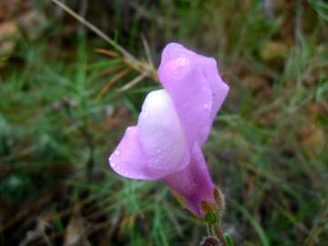 Fotografia da espécie Antirrhinum linkianum