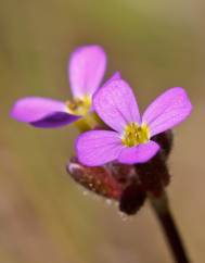 Arabis verna