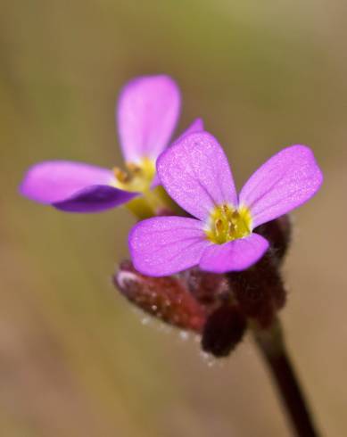 Fotografia de capa Arabis verna - do Jardim Botânico