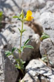 Fotografia da espécie Argyrolobium zanonii subesp. zanonii