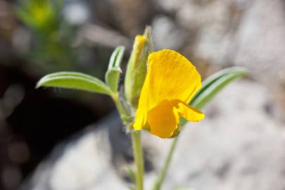 Fotografia da espécie Argyrolobium zanonii subesp. zanonii