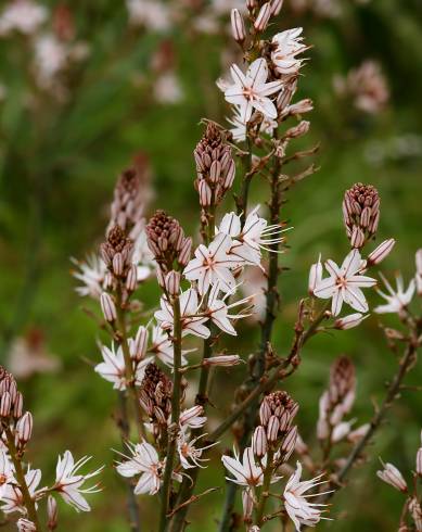 Fotografia de capa Asphodelus aestivus - do Jardim Botânico