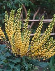 Mahonia oiwakensis