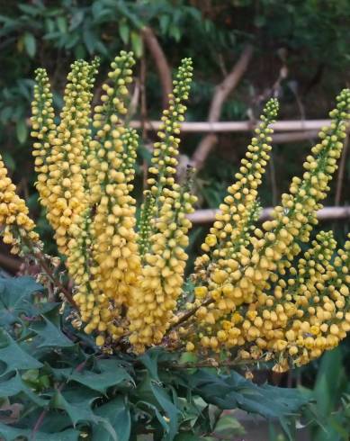 Fotografia de capa Mahonia oiwakensis - do Jardim Botânico