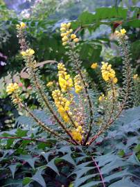 Fotografia da espécie Mahonia oiwakensis