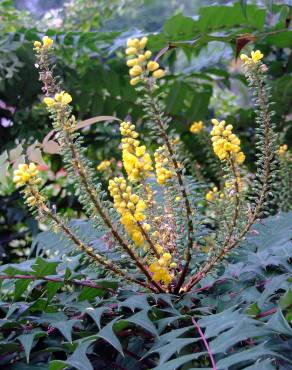 Fotografia 4 da espécie Mahonia oiwakensis no Jardim Botânico UTAD