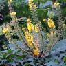 Fotografia 4 da espécie Mahonia oiwakensis do Jardim Botânico UTAD