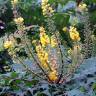 Fotografia 4 da espécie Mahonia oiwakensis do Jardim Botânico UTAD