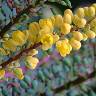 Fotografia 5 da espécie Mahonia oiwakensis do Jardim Botânico UTAD