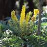 Fotografia 7 da espécie Mahonia oiwakensis do Jardim Botânico UTAD