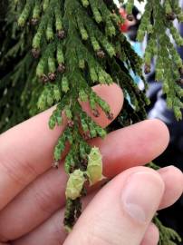 Fotografia da espécie Thuja plicata