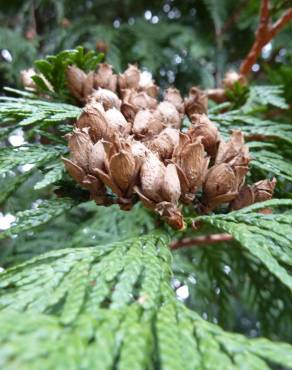 Fotografia 16 da espécie Thuja plicata no Jardim Botânico UTAD