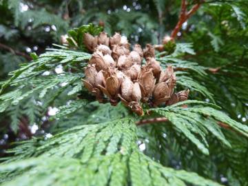 Fotografia da espécie Thuja plicata