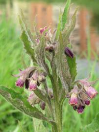 Fotografia da espécie Symphytum officinale subesp. officinale