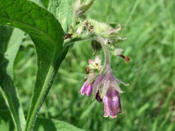 Fotografia da espécie Symphytum officinale subesp. officinale