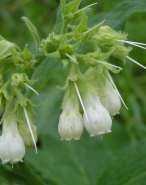 Fotografia 8 da espécie Symphytum officinale subesp. officinale no Jardim Botânico UTAD