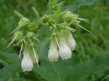 Fotografia da espécie Symphytum officinale subesp. officinale