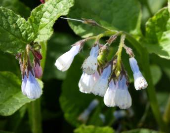 Fotografia da espécie Symphytum officinale subesp. officinale