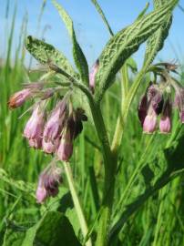 Fotografia da espécie Symphytum officinale subesp. officinale