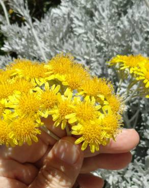 Fotografia 19 da espécie Jacobaea maritima no Jardim Botânico UTAD