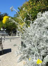 Fotografia da espécie Jacobaea maritima