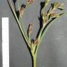 Fotografia 4 da espécie Juncus hybridus do Jardim Botânico UTAD