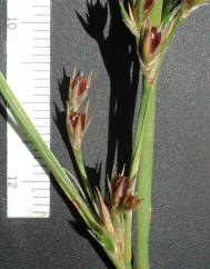 Juncus hybridus