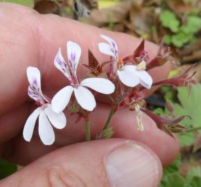 Fotografia da espécie Pelargonium sidoides