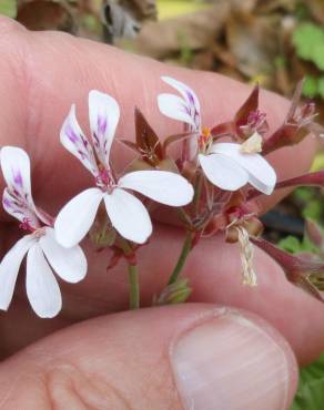 Fotografia 5 da espécie Pelargonium sidoides no Jardim Botânico UTAD